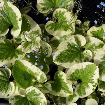 Brunnera macrophylla Dawson's White