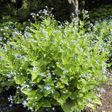 Brunnera macrophylla Yellow Spring