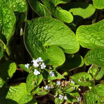 Brunnera sibirica