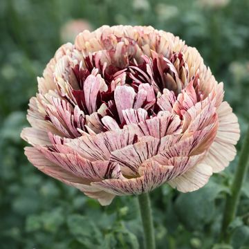 Ranúnculo Brushmark Verona - Ranunculus asiaticus