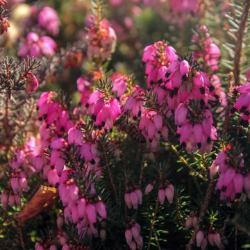 Urze-de-inverno December Red - Erica carnea