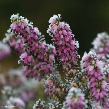 Urze de inverno Winter Belles® Lucie - Erica darleyensis