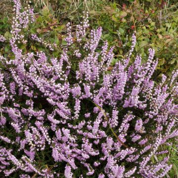 Calluna vulgaris Allegro