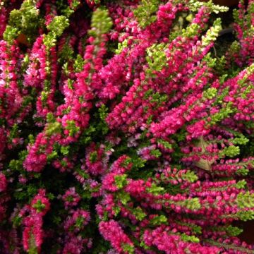 Calluna vulgaris Dark Beauty