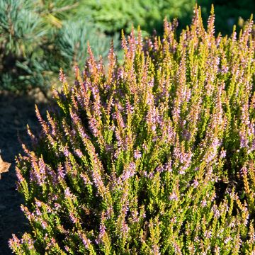 Calluna vulgaris Winter Chocolate Calluna vulgaris Winter Chocolate