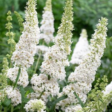 Budleia davidii Flower Tower White