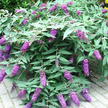 Budleia davidii BLOOMTASTIC® Dreaming Lavender