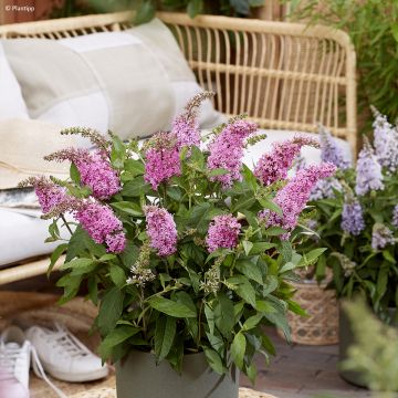 Budleia davidii Butterfly Candy Little Pink Budleia davidii Butterfly Candy Little Pink