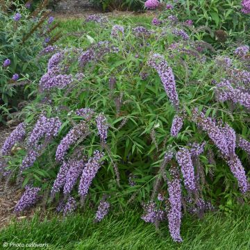 Budleia davidii Wisteria Lane
