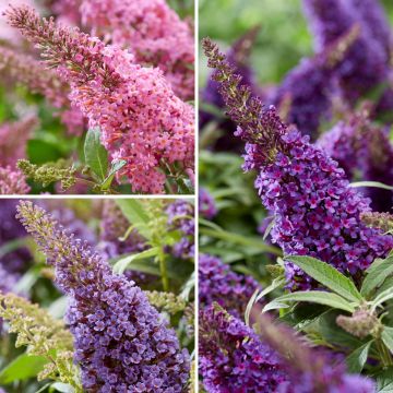 Budleia davidii Butterfly Candy Little Purple, Little Pink, Little Lila