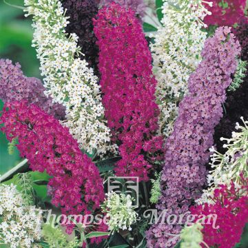 Buddleia davidii em sementes