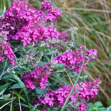 Buddleja davidii Tiny Buddy Hot Pink nain