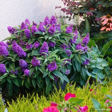 Budleia davidii Tiny Buddy Violet