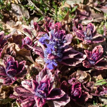 Ajuga reptans Multicolor (Rainbow)