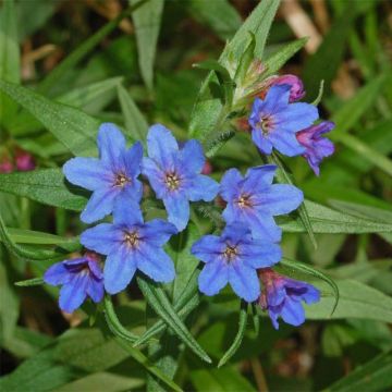 Buglossoides purpurocaerulea