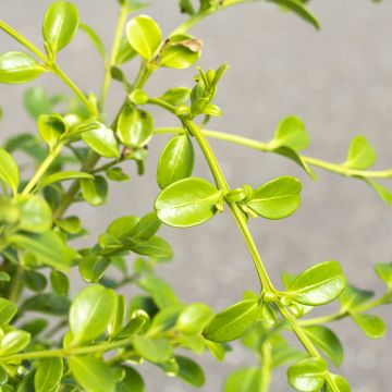 Buxo Betterbuxus Babylon Beauty