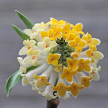 Edgeworthia chrysantha Winter Liebe