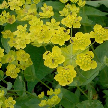 Bupleurum longifolium subsp. aureum