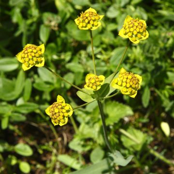 Bupleurum ranunculoides