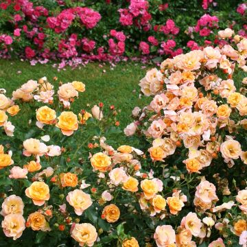 Roseira padrão Flower Carpet Amber