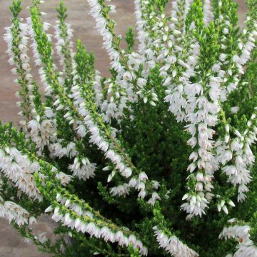 Calluna vulgaris Spring Cream