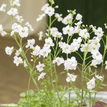 Cardamine pratensis Flore Pleno