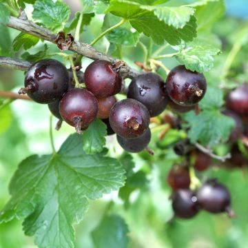 Groseta josta, Jostaberry Jodeli ConfiBerry