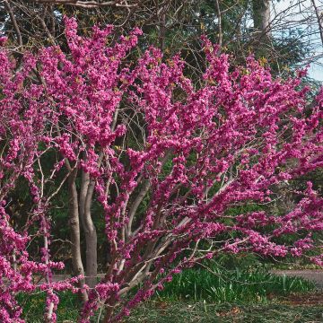 Cercis chinensis Don Egolf