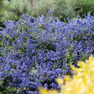 Ceanothus Pacific Wave