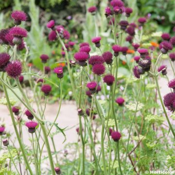 Cirsium rivulare Atropurpureum
