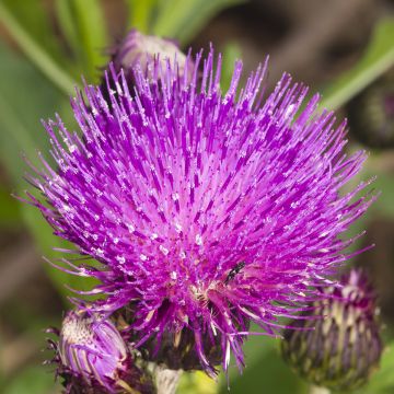 Cirsium rivulare Trevors Blue Wonder