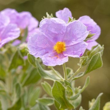 Cistus albidus