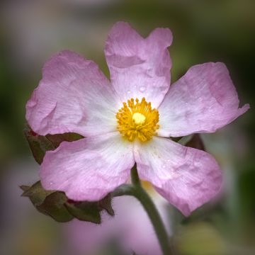 Cistus Grayswood Rosa