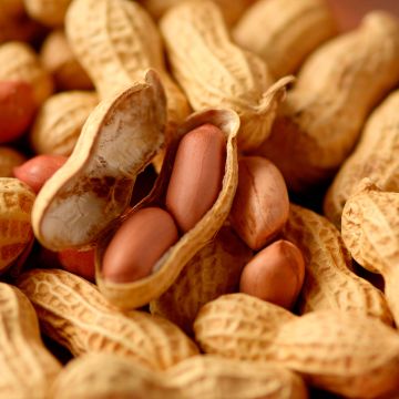 Amendoim x20 - Arachis hypogaea