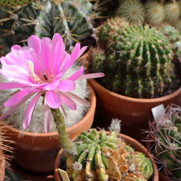 Lobivia cardenasiana