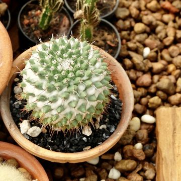 Mammillaria polythele Toluca