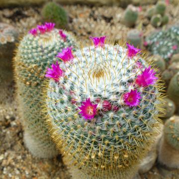 Mammillaria hahniana