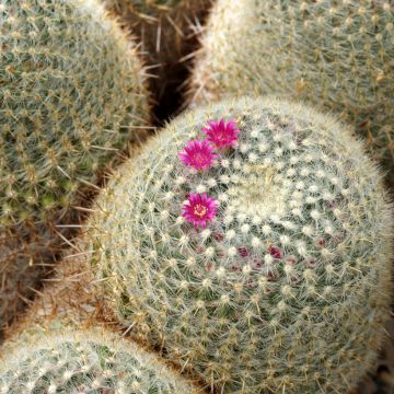 Mammillaria muehlenpfordtii
