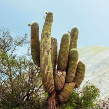 Pachycereus pringlei