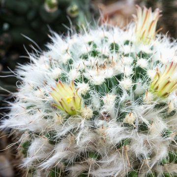 Mammillaria baxteriana - Cacto
