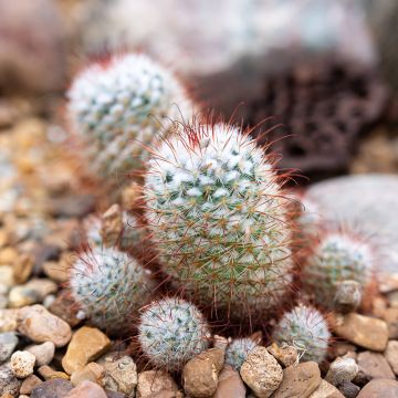 Cactus - Mammillaria bombycina