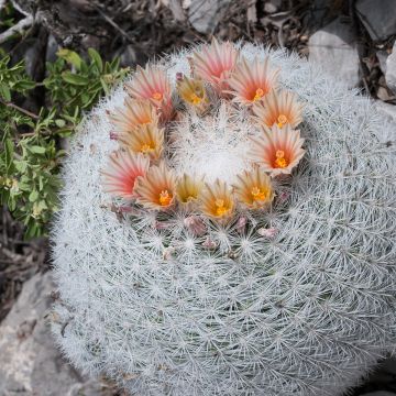 Cactus - Mammillaria candida
