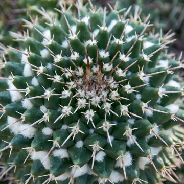 Cactus - Mammillaria nejapensis Silver Arrows