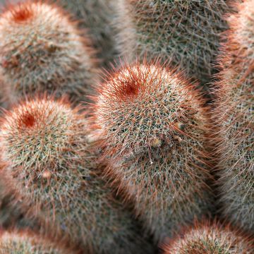Cactus Mammillaria spinosissima f. rubrispina 