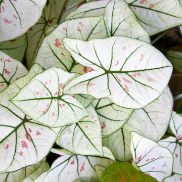 Caladium bicolor Kelly