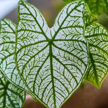 Caladium bicolor Pliage