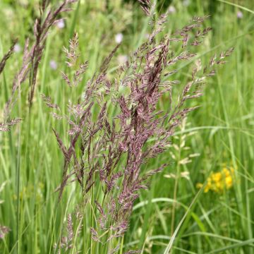Calamagrostis acutiflora Overdam