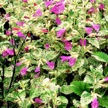 Calamintha grandiflora Variegata