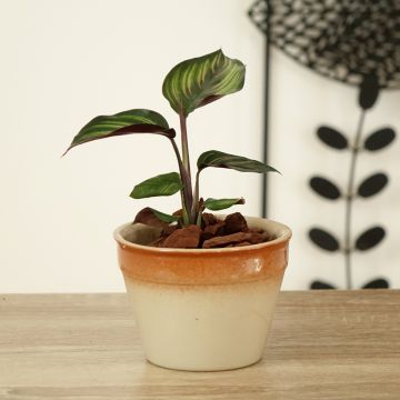 Calatéia ornata Beauty Star