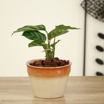 Calathea concinna Freddie Calathea concinna Freddie